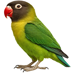 Masked Lovebird